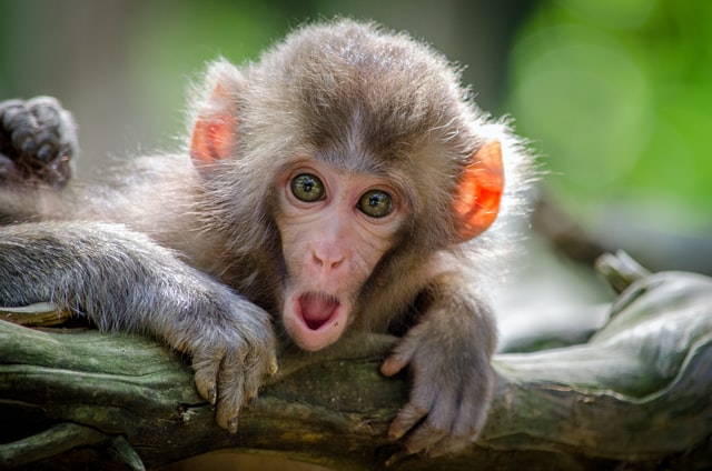 Organizational Behavior: Monkey See, Monkey Do
